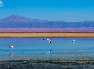 Flamingos sobrevoando na Laguna Chaxa no Atacama