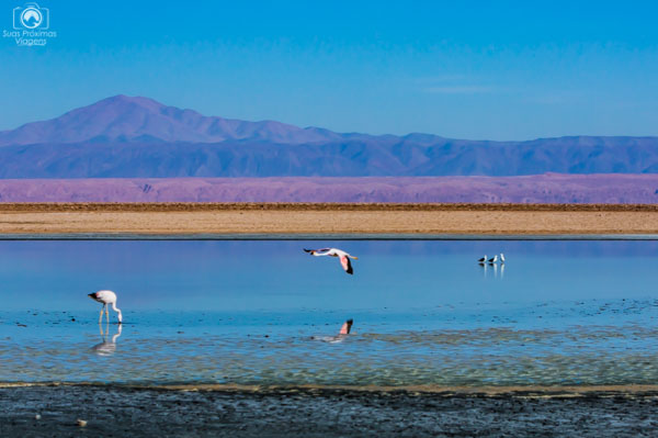 Flamingos sobrevoando na Laguna Chaxa no Atacama
