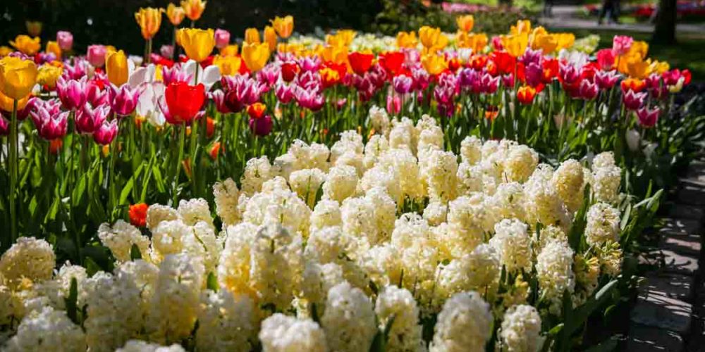 Flores de Bulbo no Parque Keukenhof o Parque das Tulipas