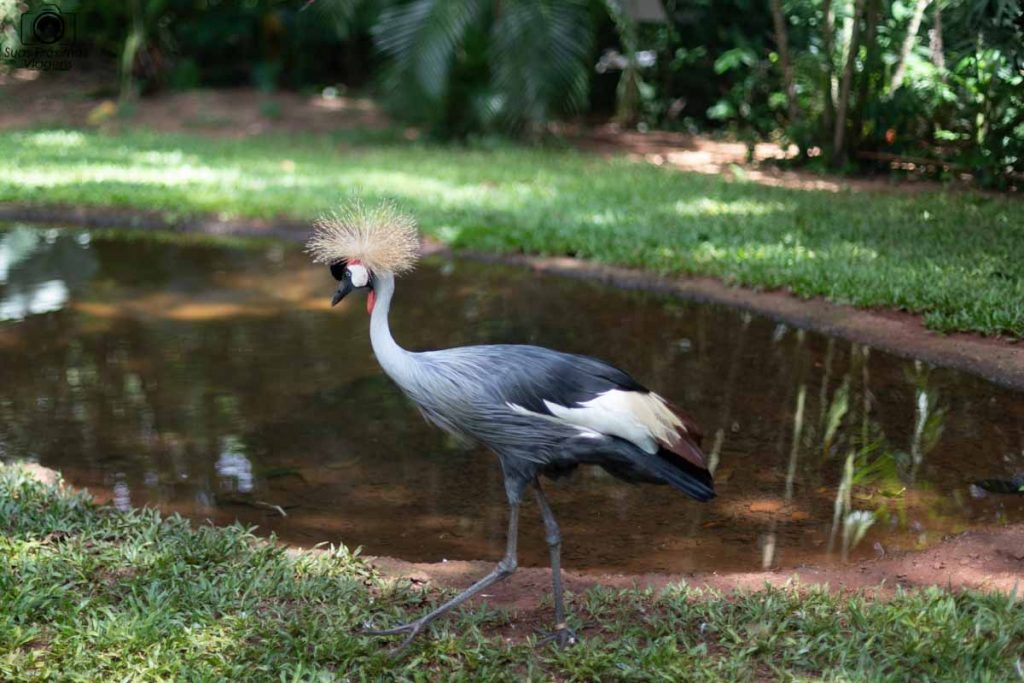 Vista de um pássaro no Parque das Aves em O que fazer em Foz do Iguaçu