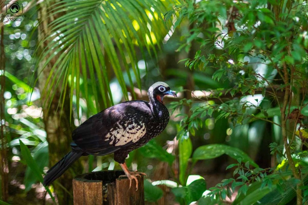 Vista de um pássaro em risco de extinção no Parque das Aves em O que fazer em Foz do Iguaçu