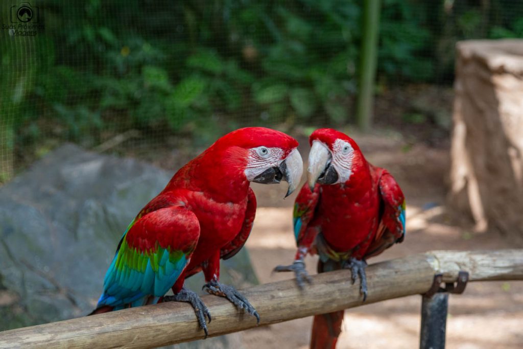 Vista de um casal de araras no Parque das Aves em O que fazer em Foz do Iguaçu