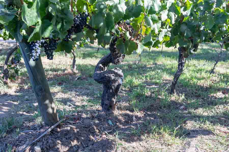 imagem da parreira centenária da viña neyem um dos melhores vinhos chilenos