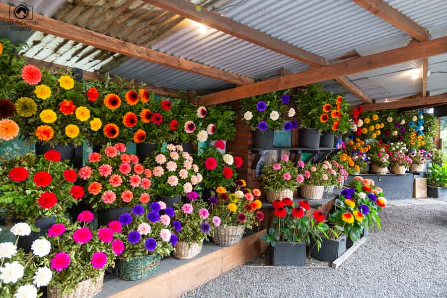 Imagem da loja de flores de madeira em Pucón