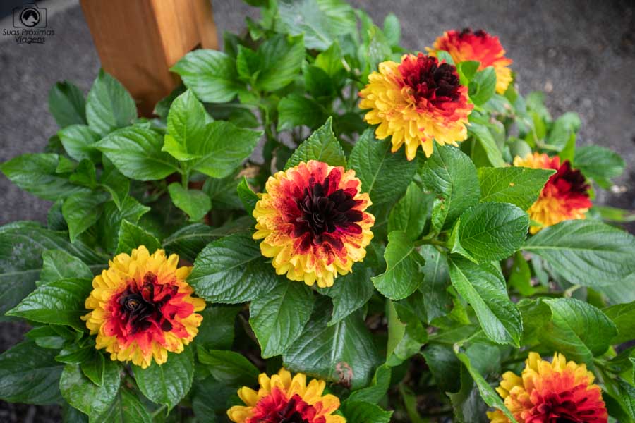 Imagem das flores de madeira