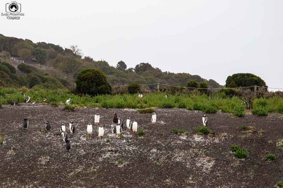 Imagem dos pinguins em Ushuaia