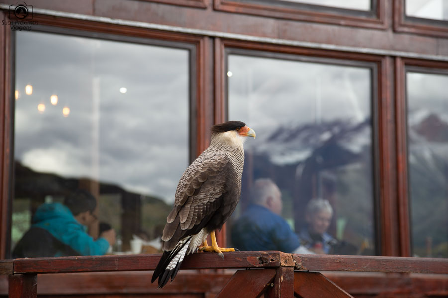 Imagem do Gavião no parque nacional Torres del Paine