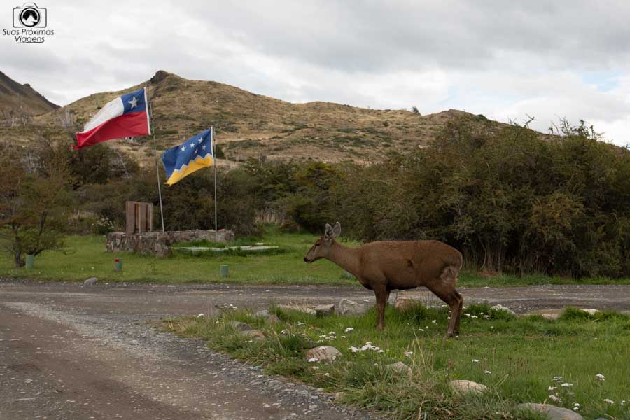 Imagem do Huemul no parque nacional Torres del Paine