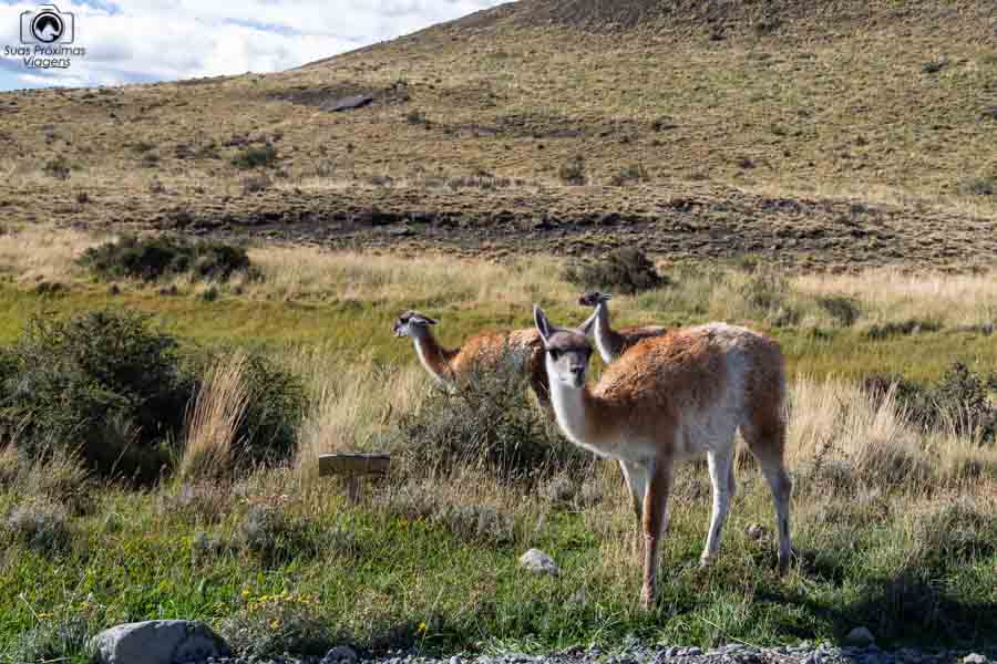 Imagem dos Guanacos no parque nacional Torres del Paine