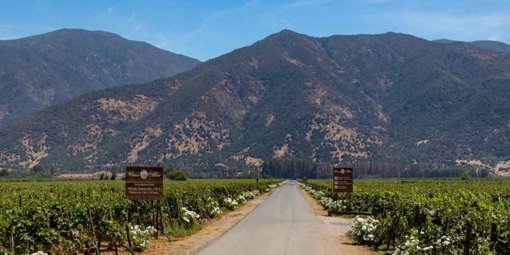 Imagem das parreiras da vinícola casa silva no vale de Colchagua Chile