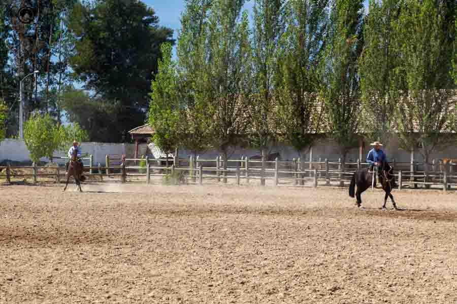 imagem dos peões treinando os cavalos de apresentação da Casa Silva