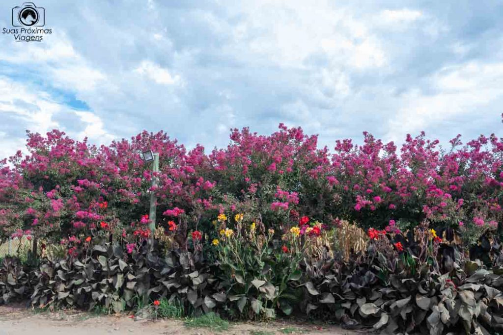 imagem do jardim ao redor da pousada colchagua