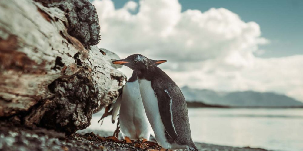 Vista nos pinguins no passeio da Pinguinera
