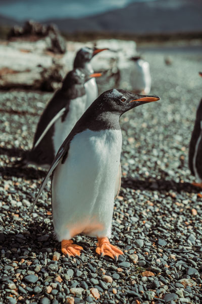 Imagem do pinguim na Illa Martillo